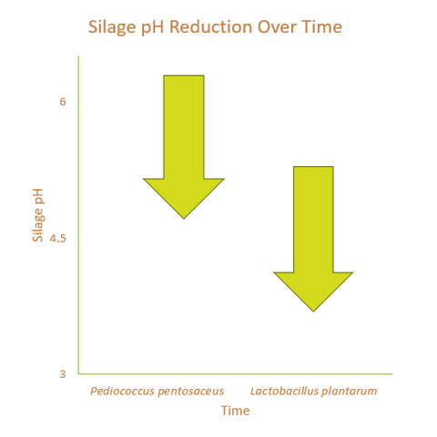 Multi strain Ph Reduction
