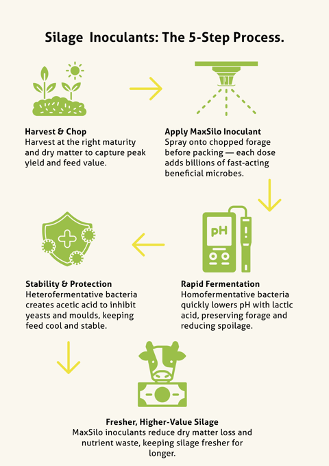 Silage Inoculants - The 5 Step Process.